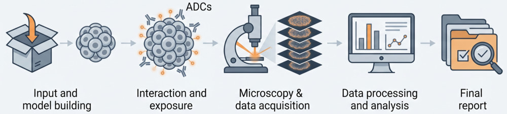 Standardized workflow for 3D tumor penetration and tissue distribution profiling