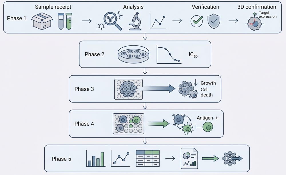 Standardized workflow for solid tumor efficacy and bystander killing evaluation