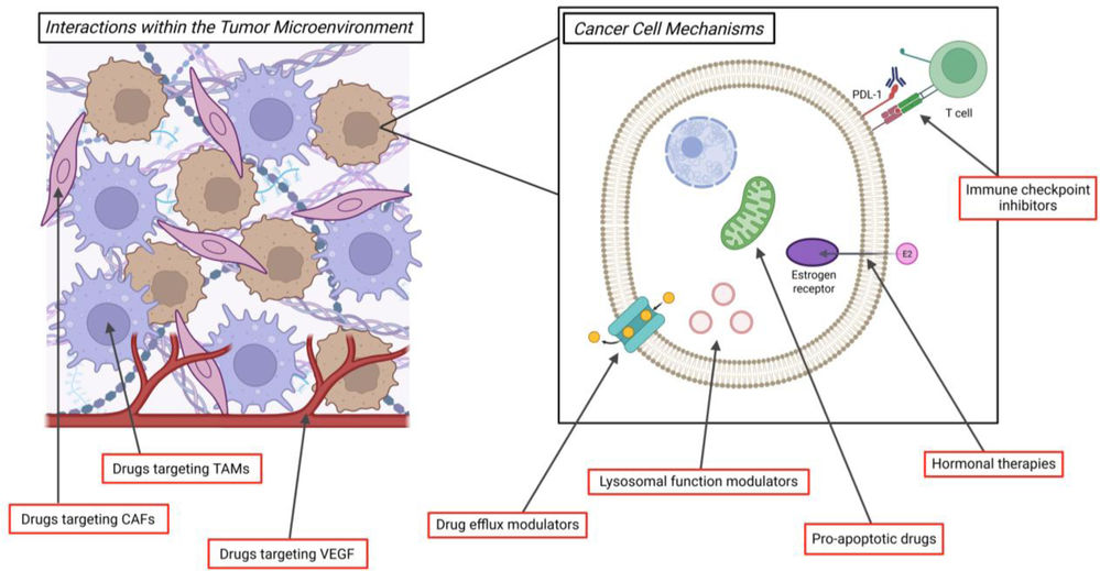 Z-stack profile of bystander payload diffusion across a tumor spheroid core.