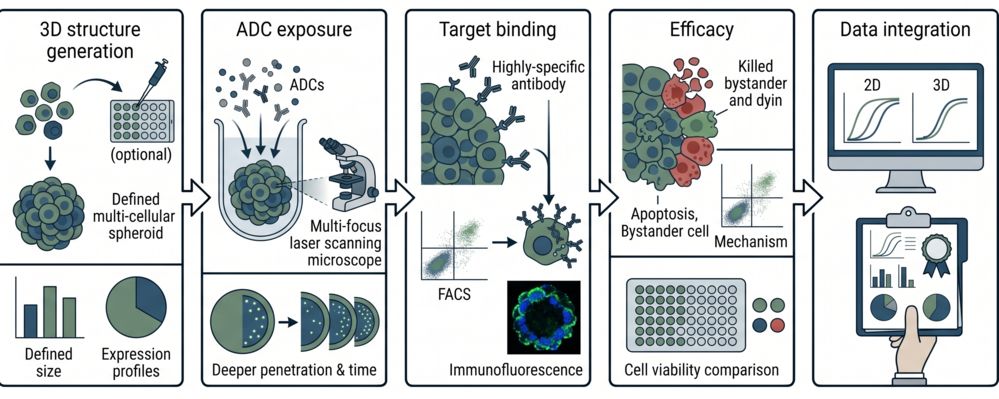 Integrated workflow for 3D cell culture-based ADC evaluation