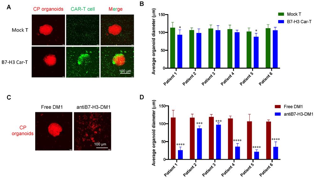 Antitumor effects of B7-H3-targeted CAR-T cells and ADCs in CP organoid model.