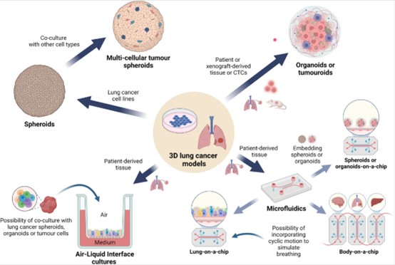 Overview of 3D cell culture models in lung cancer pharmacology study.