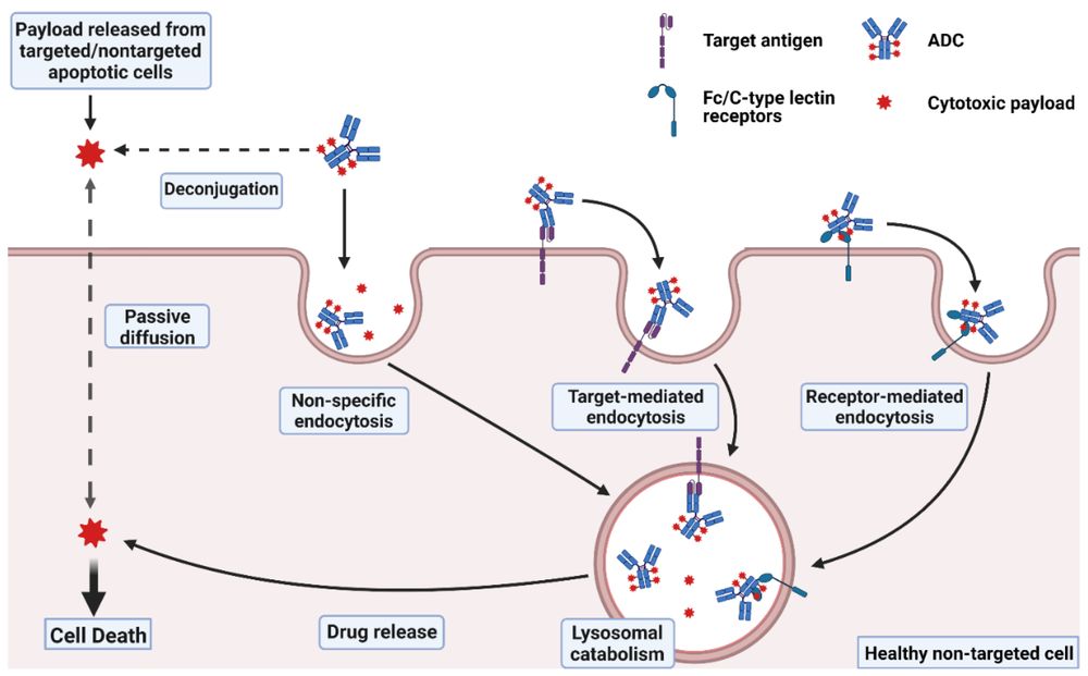 Schematic depicting molecular mechanisms of ADC-associated toxicity.