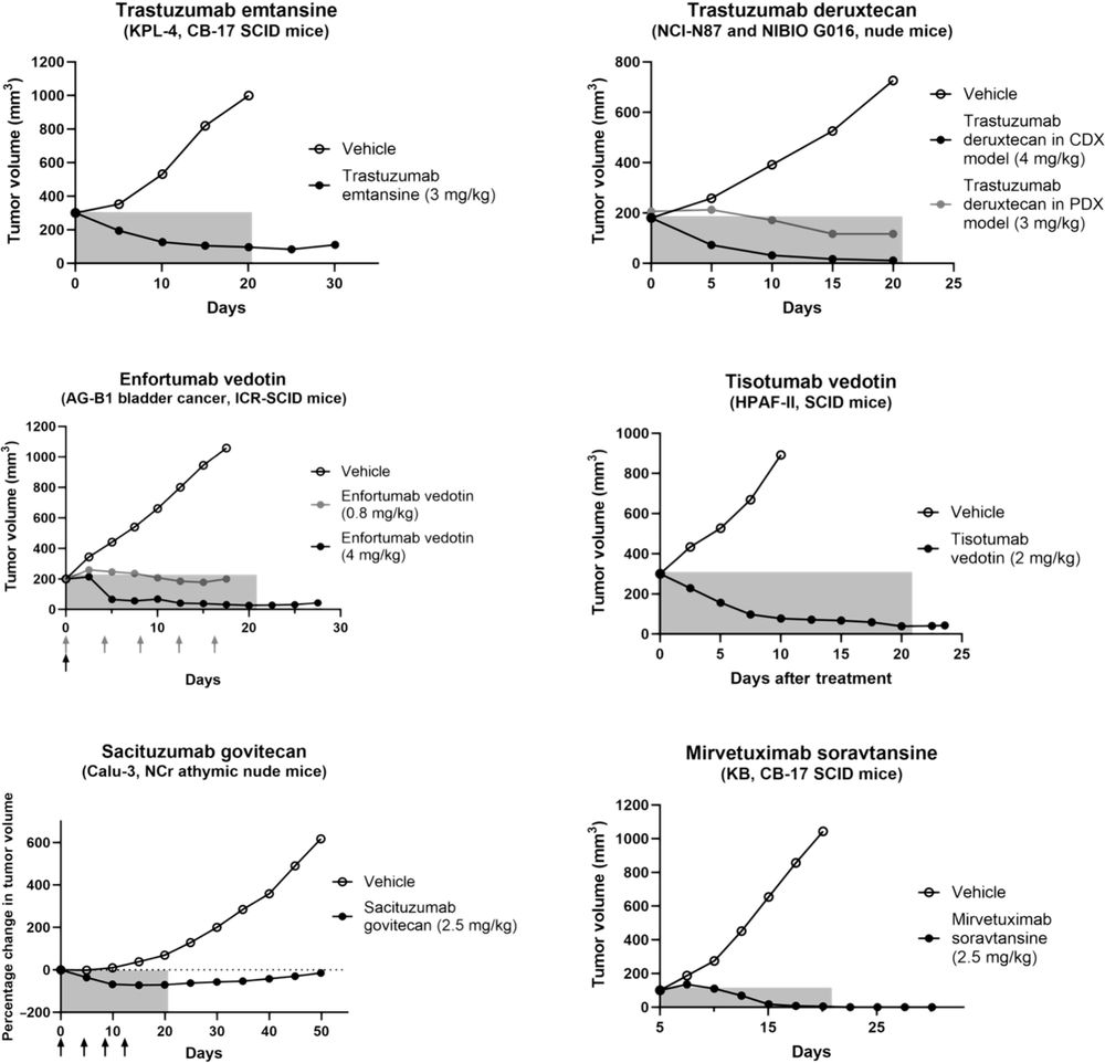 Schematic representation of xenograft tumor model strategies for ADC in vivo efficacy evaluation