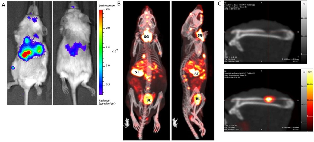 Imaging of metastatic prostate cancer model with firefly luciferase (A) and NIS expression labeling (B).
