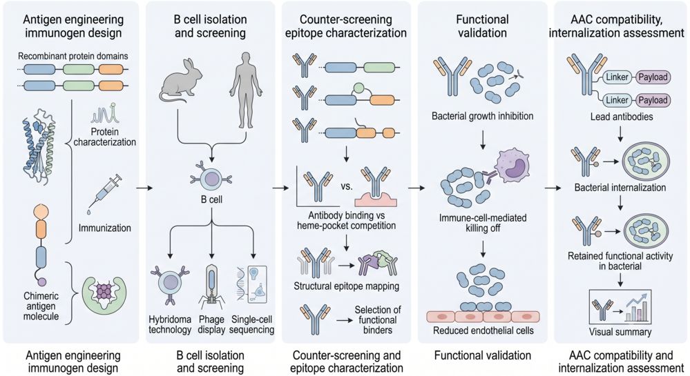 Integrated workflow for anti-IsdB antibody discovery and AAC development