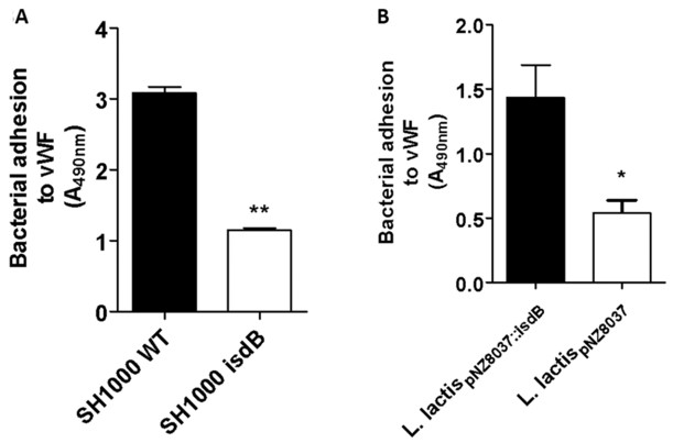 Assay showing adhesion of Staphylococcus aureus and IsdB ectopically expressed Lactococcus lactis to immobilized vWF protein.