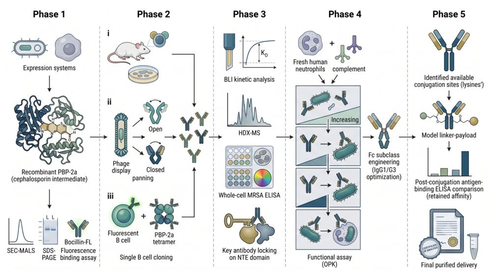 Integrated workflow for anti-PBP-2a antibody discovery and AAC development