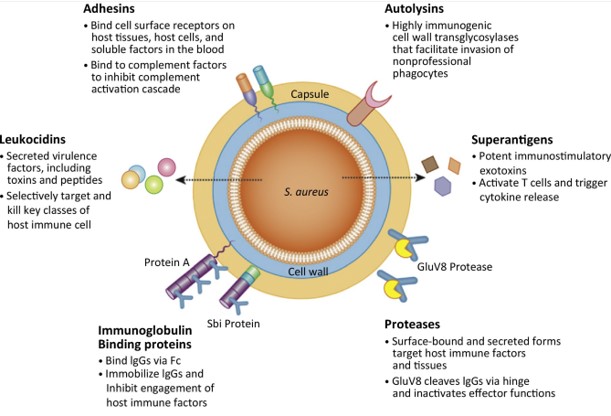 Whole schematic overview of Staphylococcus aureus and its constituent components.