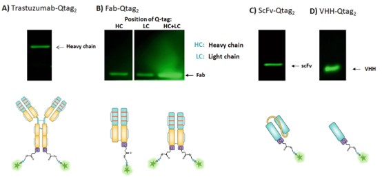 Schematic of site-specific antibody-drug conjugate conjugation catalyzed by microbial transglutaminase.