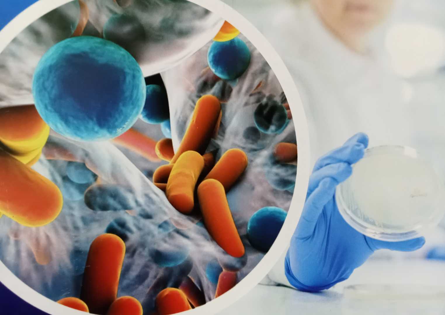 A conceptual image of an Antibody-Antibiotic Conjugate targeting bacteria.