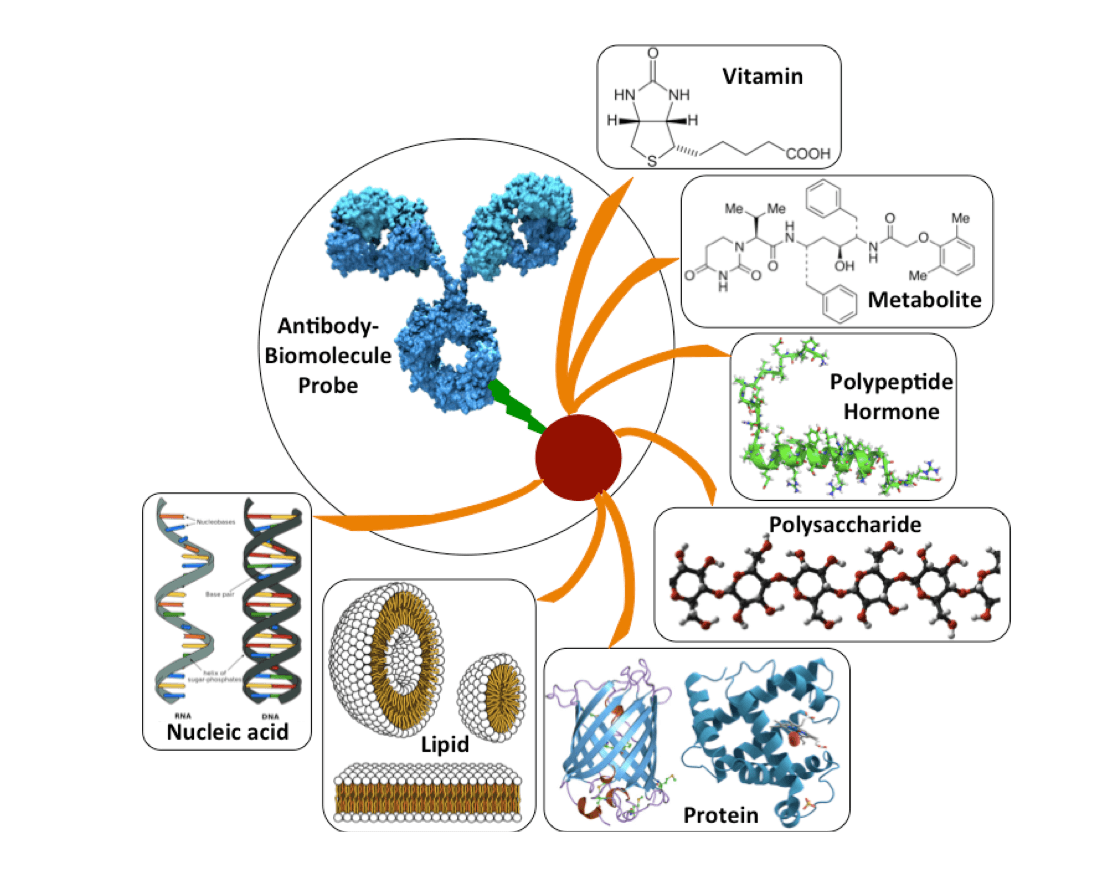 Examples of biomolecules that can be used for the development of antibody-biomolecule probes.