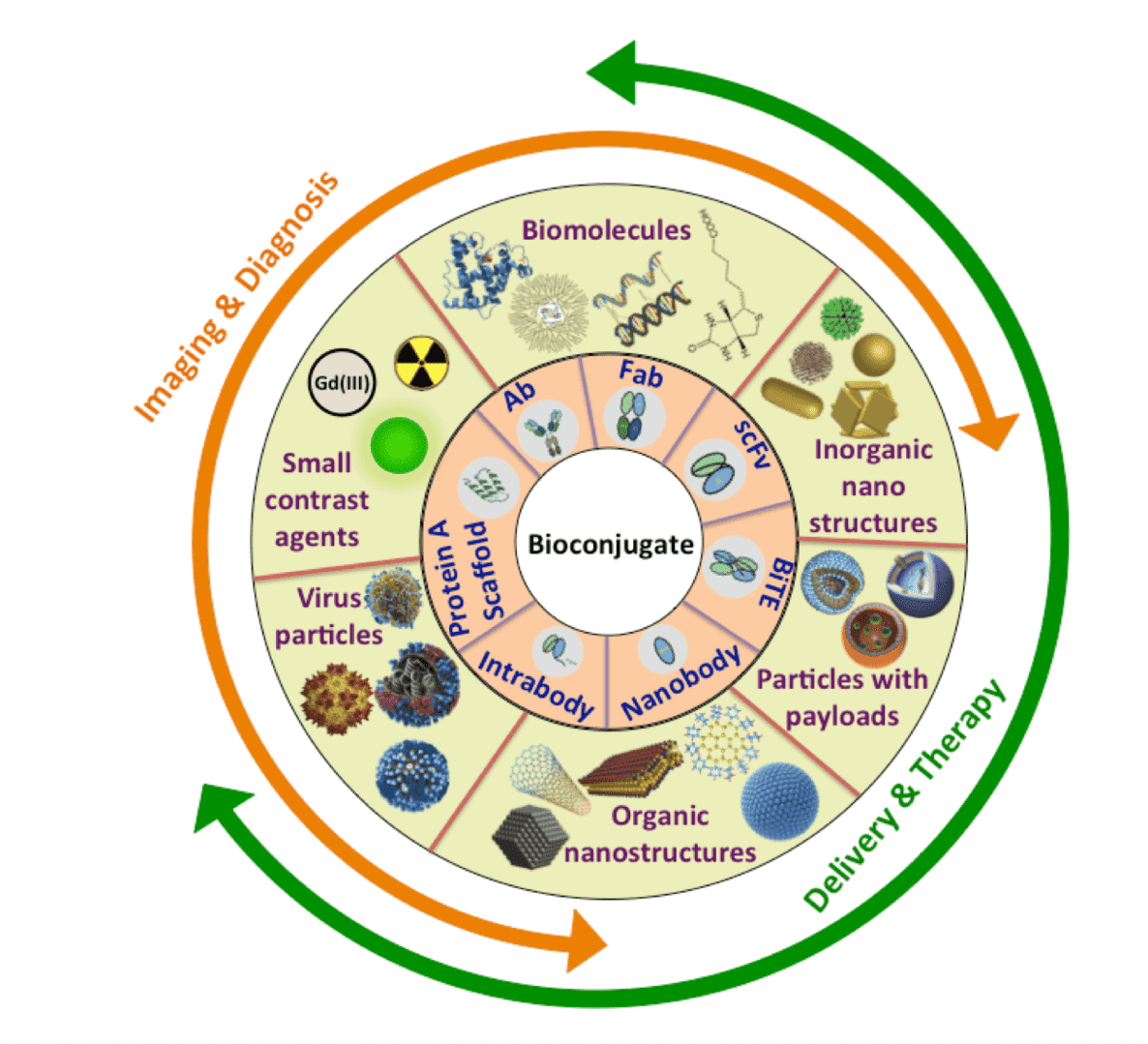 A brief summary of materials that can be bio-conjugated into antibody-based probes for numerous theranostic applications, including high-resolution imagery, payloads delivery, as well as the diagnosis and therapy of diverse disease. The inner circle includes the major antibody based products as targeting moieties in the probe; the outer circle includes a broad range of inorganic and organic complexes as functional moieties in the probe.  Abbreviations: Ab, antibody; BiTE, bispecific T-cell engager; scFv, single-chain variable fragment.