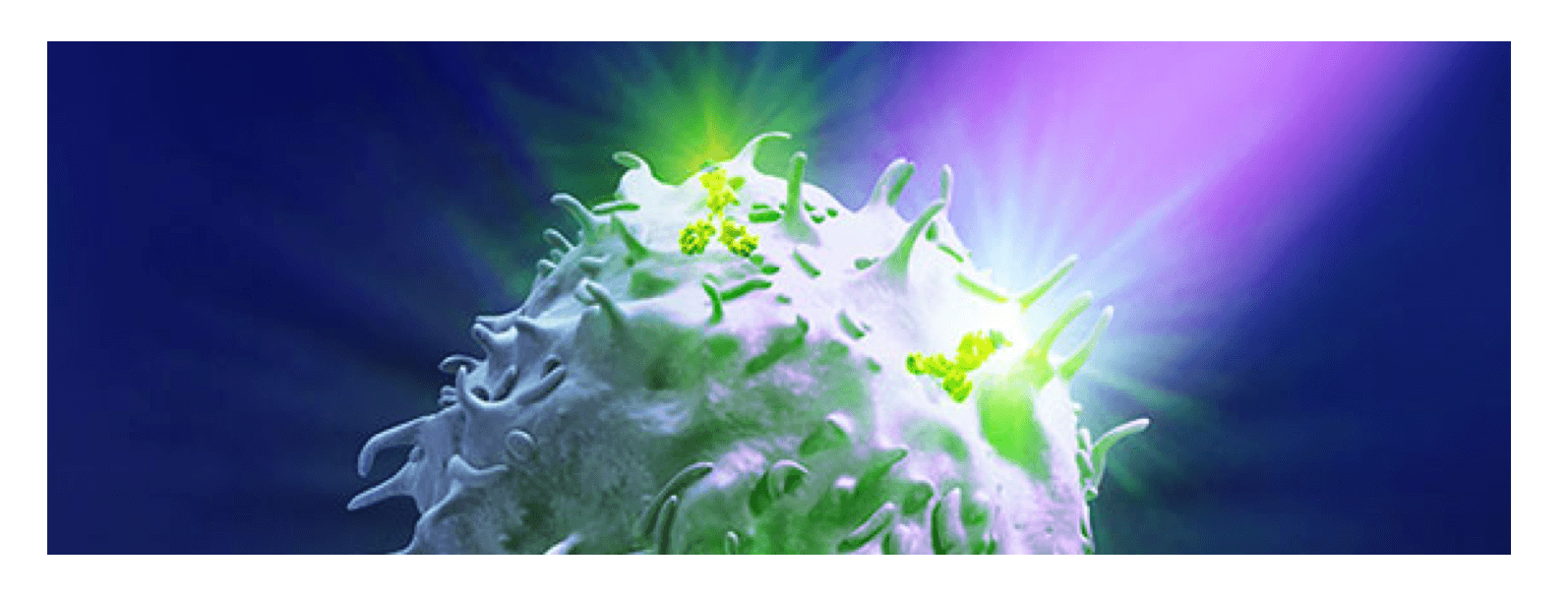 Antibody-based Probes