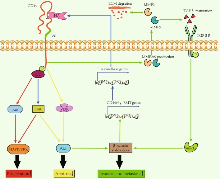 Fig.1 A schematic about CD44v6 and HA interactions. (OA Literature)
