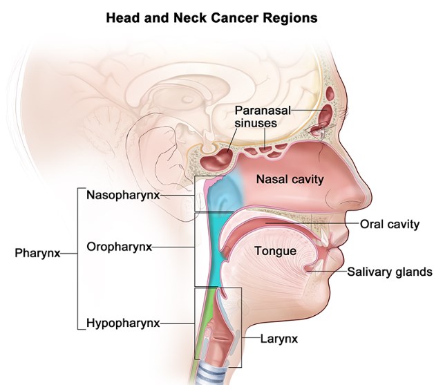 Head and neck cancer regions.