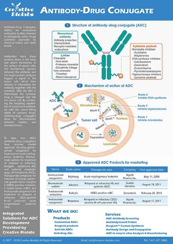 Antibody-Drug Conjugate