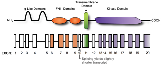 The diagram depicts the structure of the AXL gene (bottom) roughly aligned with its corresponding functional protein domains (top).