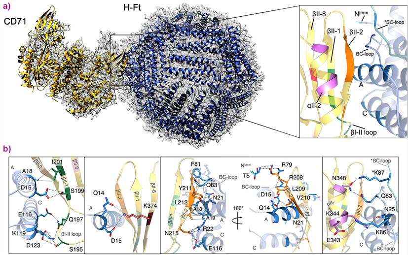Fig.1 A schematic diagram on the structure of the human CD71/H-Ft complex. (OA Literature)