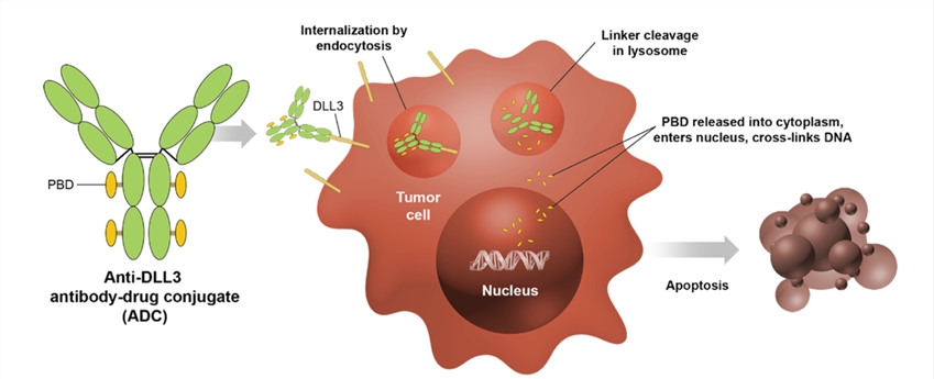 Fig.2 A schematic about Anti-DLL3 ADC killing of SCLC tumor cells Schematic. (OA Literature)