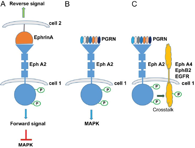 EphrinA and progranulin signal through the EphA2 receptor.