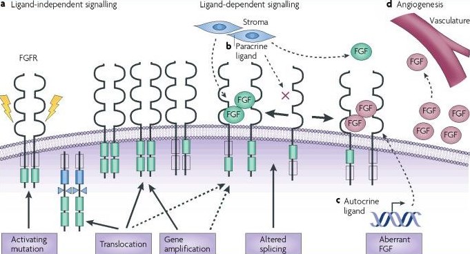 Mechanisms of pathogenic cancer cell FGF signalling.