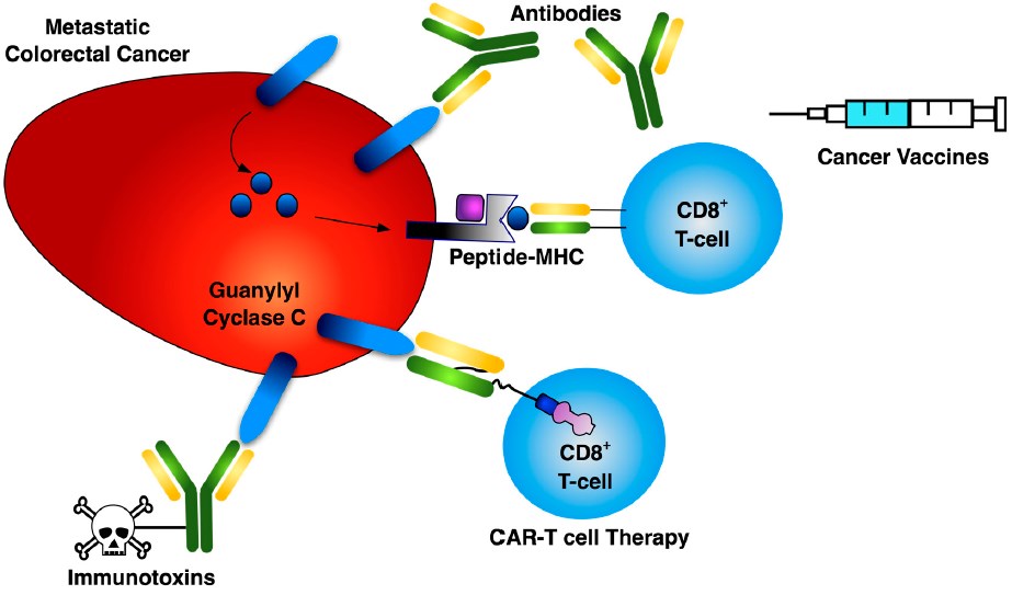 Three primary modalities for GUCY2C-directed cancer immunotherapy.