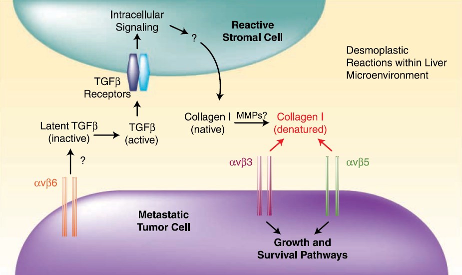 A model for αv integrin-mediated adhesion and signaling events during metastatic tumor cell growth and survival in the liver.