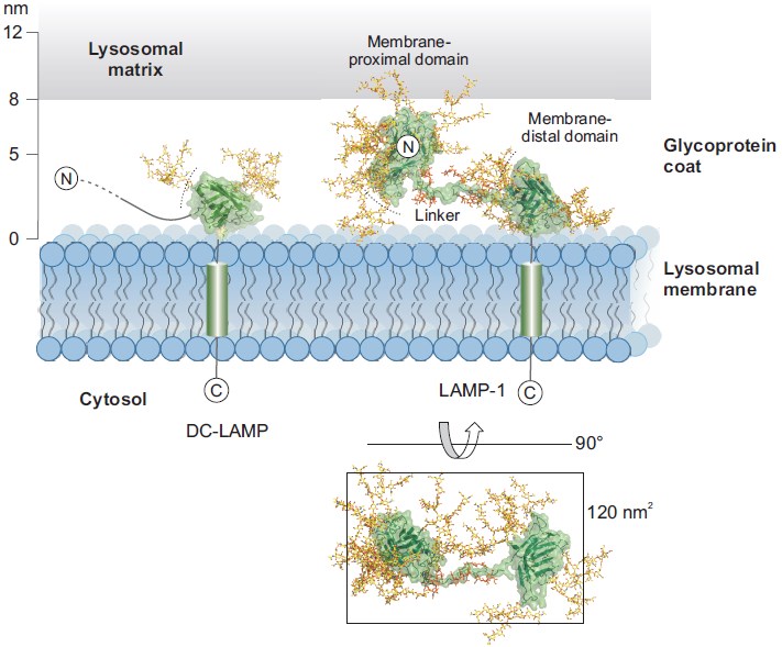 Model of lysosomal membrane proteins and the glycoprotein coat.