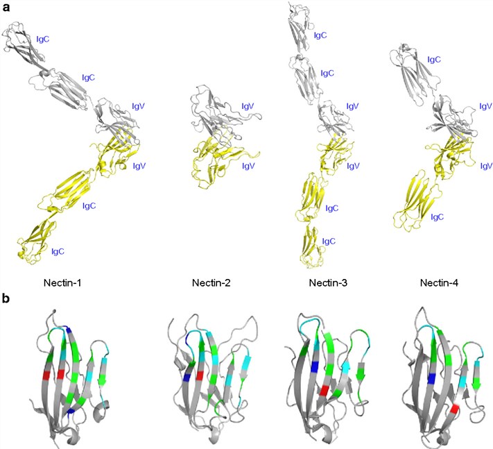Ribbon representations of human nectin homodimers showing the overall structural organizations and interfacial residues at the dimer interfaces.