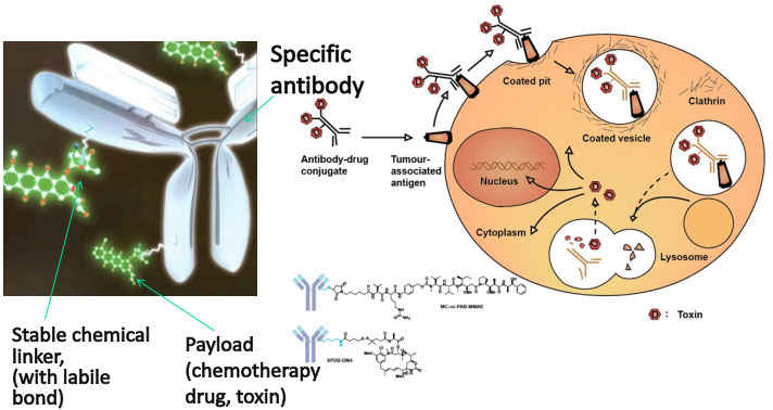 ADCs for the targeted delivery of chemotherapy to cancer cells.