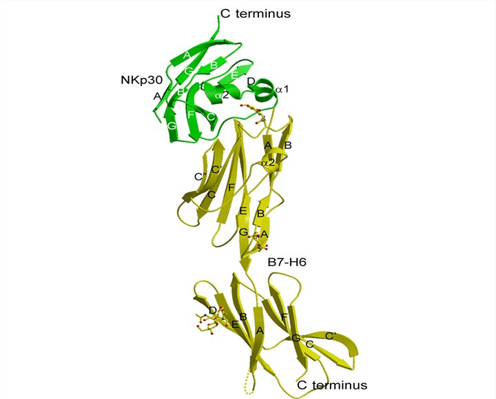 Views of the NKp30-B7-H6 complex