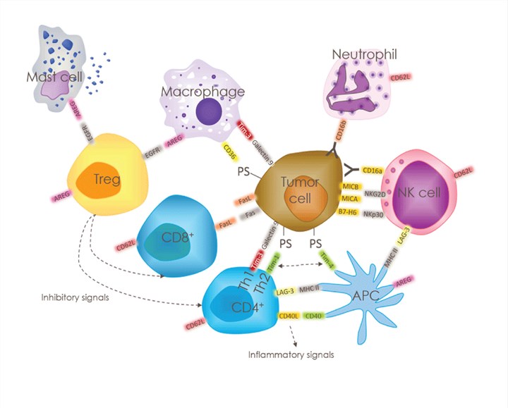 Substrates of ADAM17 in the tumor microenvironment