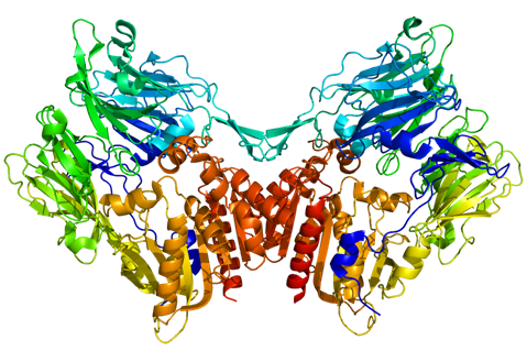 Fig.1 A schematic diagram of the FAP domain structure.