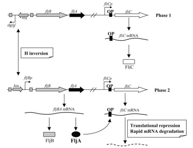 Model for the mechanism of genetic control of flagellar phase variation in Salmonella.