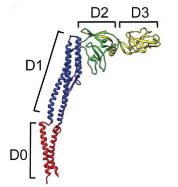 Flagellin domain organization presented on the structure of Salmoneela enterica FliC.