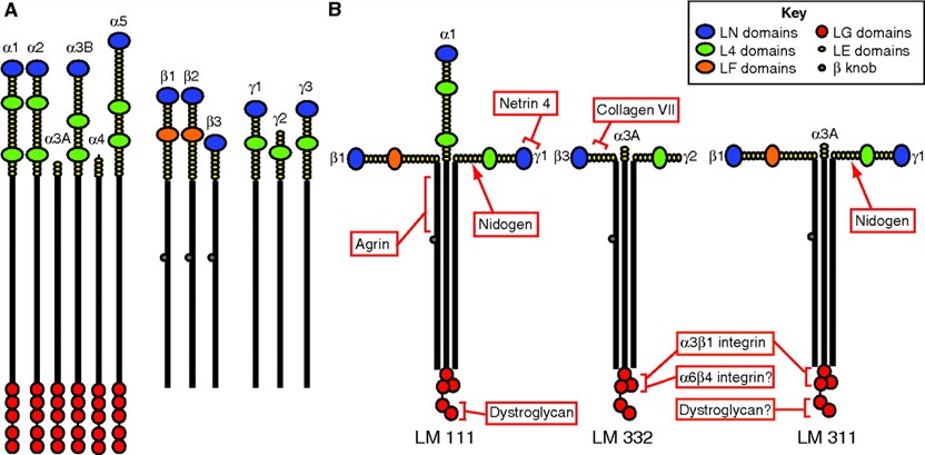 Laminin subunits and examples of three heterotrimers.
