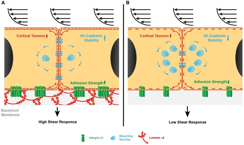 Central role of LMa5 in shear response of resistance arteries.