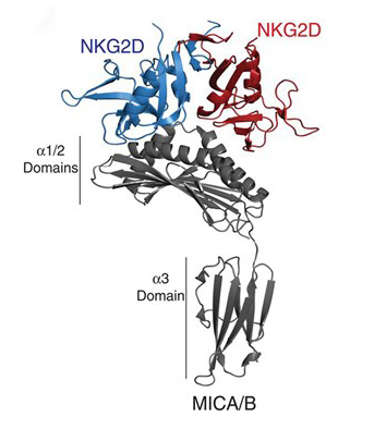 Illustration of MICA protein bound to a NKG2D homodimer