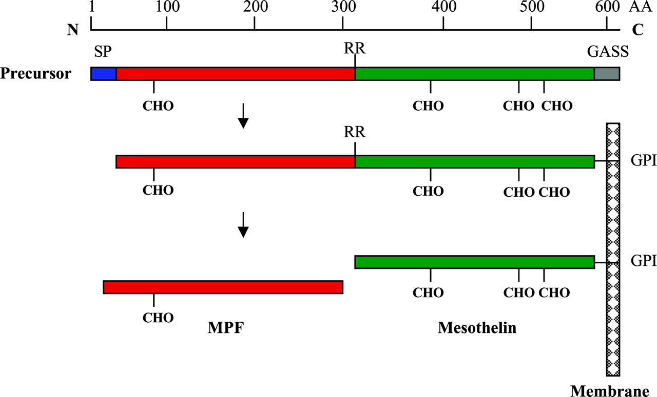 Schematics showing maturation of mesothelin protein