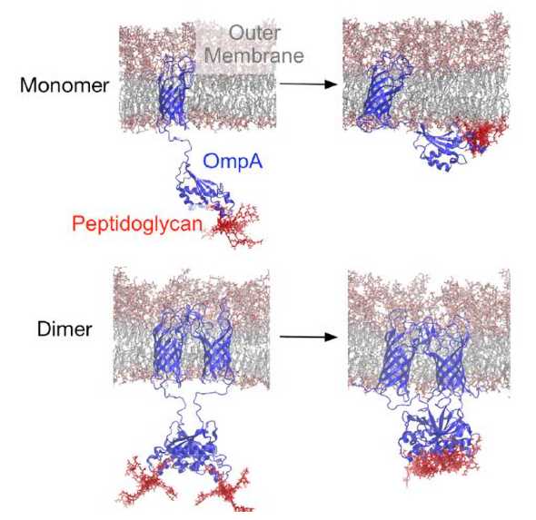 The atomistic simulations of outer membrane protein OmpA with peptidoglycan. The structures reveal a conserved binding mode and a potential role of OmpA dimerization in maintaining the integrity of the bacterial cell wall.