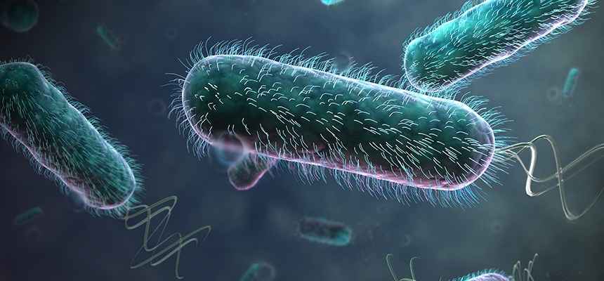 Escherichia coli is a rod-shaped Gram-negative.
