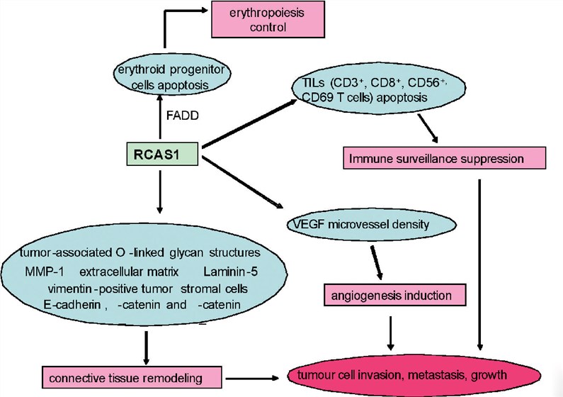 Schematic presentation of biological functions of RCAS1.
