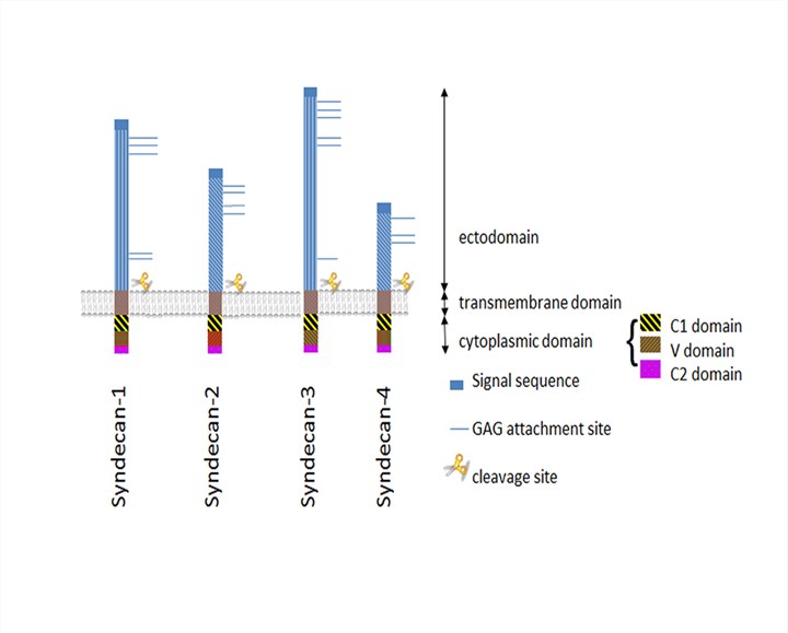 Fig.1 A schematic diagram of the syndicate family structure. (OA Literature)
