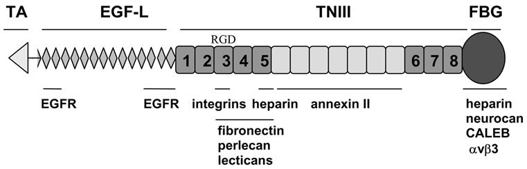 The domain structure of tenascin C.