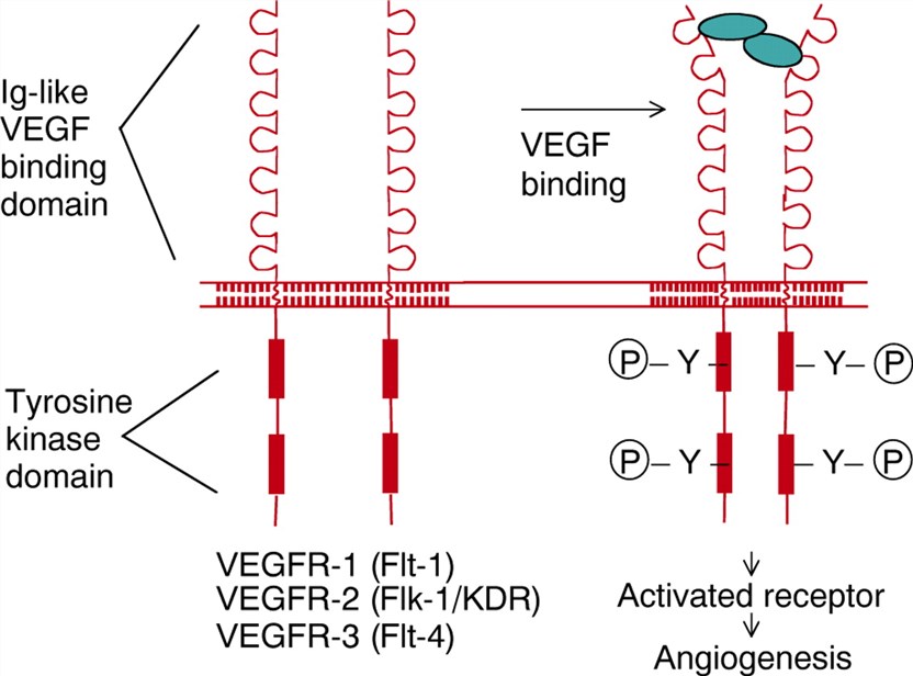 Representative structure of VEGF tyrosine kinase receptors.
