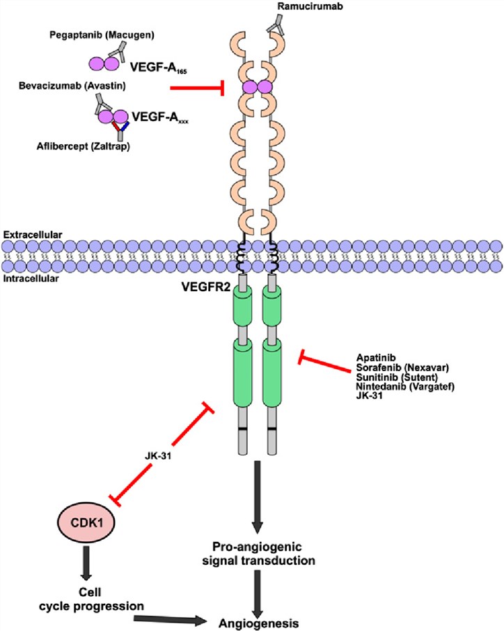 Fig.1 A schematic diagram on the mechanism of inhibition of vascular endothelial growth factor receptor 2 signaling by the inhibitor. (OA Literature)