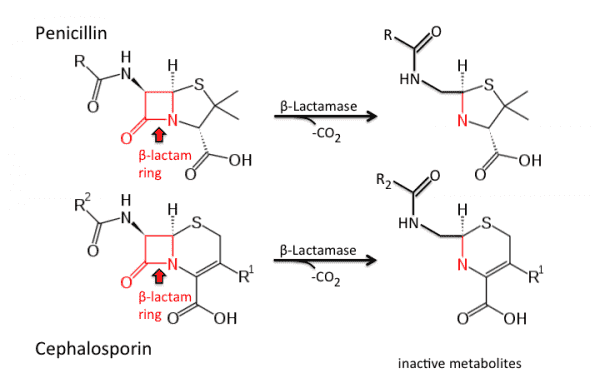 Fig.1 A schematic diagram on the mechanism of bacterial resistance to beta-lactams. (OA Literature)