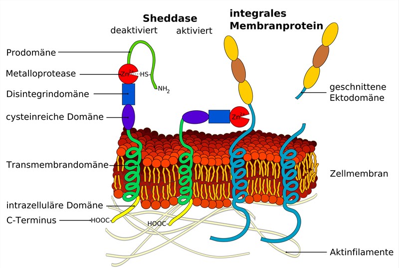 Fig.1 A schematic diagram about the structure of an exo-domain shedding ADAM metalloproteinase.
