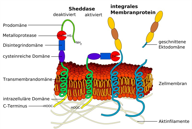 Diagram of an ectodomain shedding ADAM metalloprotease.